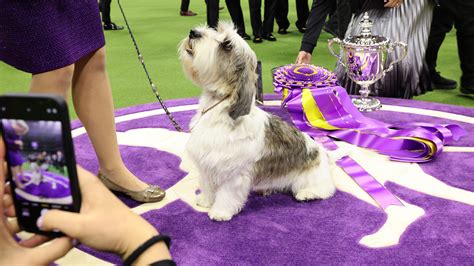 what chanel is the westminister dog show on with rogers|westminster kennel dog show schedule.